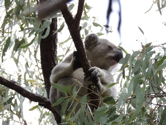 und er wundert sich, weil ein junger Mann zu ihm auf den Baum klettert