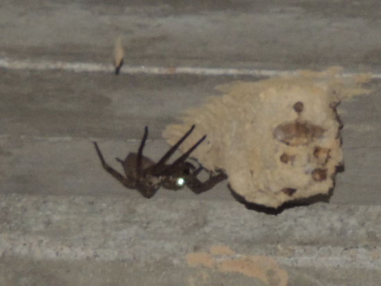 Sie mag uns nicht und funkelt mit den Augen, wir verschwinden schnell