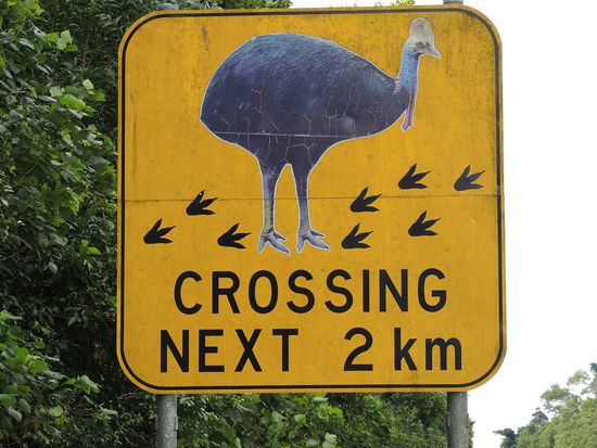 Cassowaries, wo seid ihr?