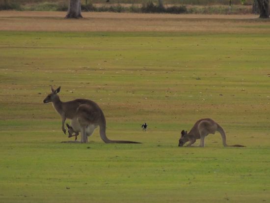 Auf einem Golfplatz beobachten wir Kängurus.