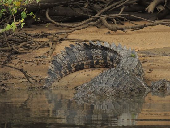 Die folgenden Kollegen sind nicht ganz ungefährlich!