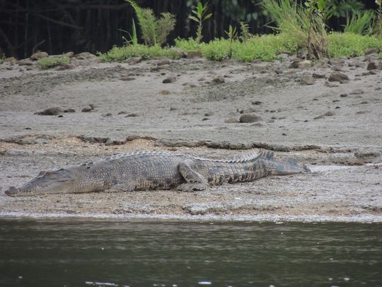Aber zum Glück sind sie gerade sehr müde.