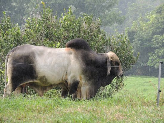 aus dem wird ein großes Steak