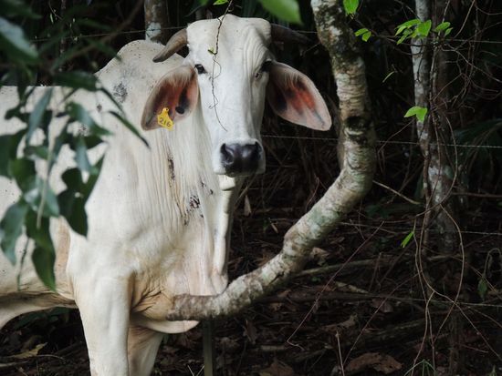 und aus dem ein kleines