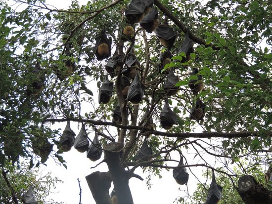 Mitten in der Stadt ein Baum mit Flughunden.