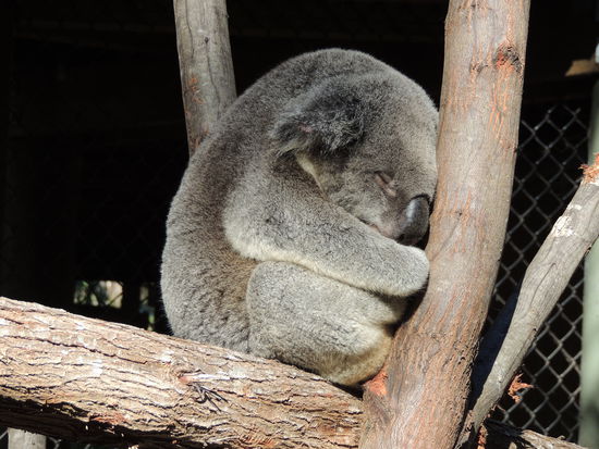 Schlafen und fressen, mehr nicht.