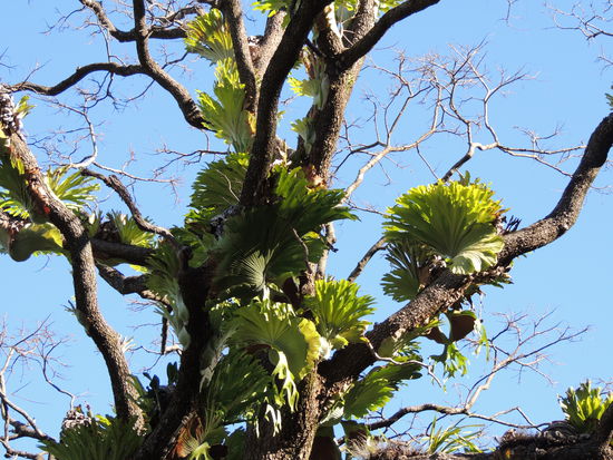 ...zum Dschungelcamp