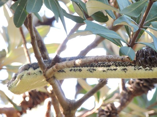 Sie hing am Wegesrand