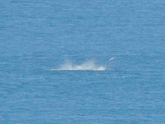 das ist ein Stück Wal