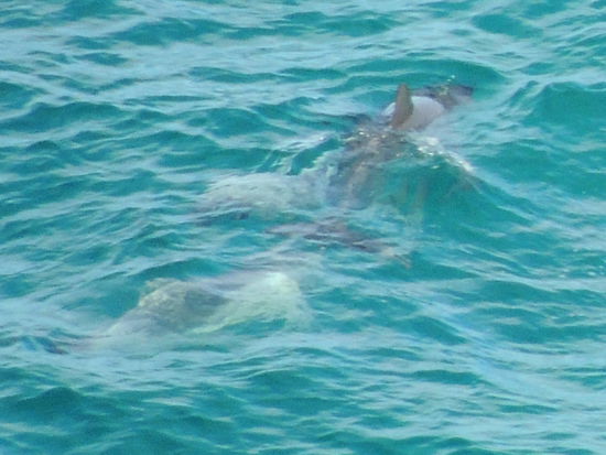ein Schwarm Delphine zieht vorbei
