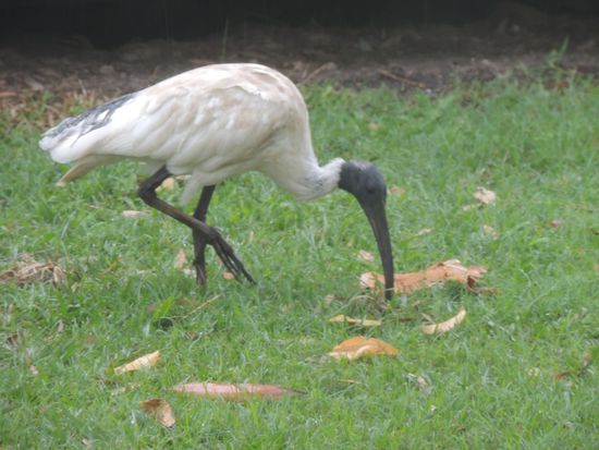 Herzliche Grüße aus Australien senden wir an unsere Eltern Hilde und Dieter. Bleibt gesund und munter. Bis bald!