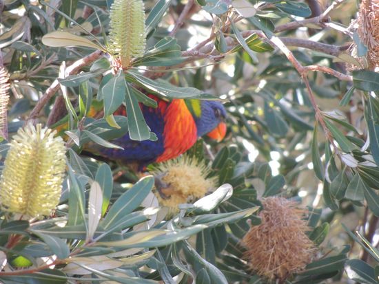 Postkarte an Dagmar und Harald
Hallo, ihr Lieben,
beste Grüße von dem fernen Kontinent. Bestimmt könnt ihr unsere Campererlebnisse nachvollziehen. Wir finden das Zigeunerleben sehr entspannend und Australien begeistert uns durch seine Vielfalt.
Bis bald, dann in unserem Spaal Dschungel Camp!!!