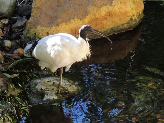 Postkarte an Gabi und Dietmar
Hi, ihr Beiden,
einen lieben Gruß von Australien nach Pseudo Australien. Unser Schiff ist zwar nicht so komfortabel und groß wie euer Urlaubsdampfer, fährt aber auch ganz gut. Wir fühlen uns wohl und genießen die Highlights des Kontinents. See you in the Cinema!!!!