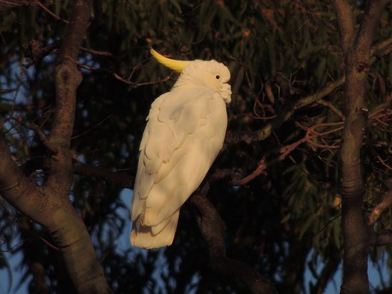 Liebe Astrid,
sei herzlich gegrüßt. Wir hoffen, dass du auf dem Wege der Besserung bist, damit du auch bald wieder durch die Welt springen kannst.  Australien gefällt uns gut und hier geht es wesentlich 
entspannter zu als zu Hause