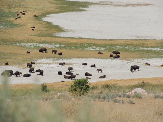 Bisons fühlen sich hier wohl.