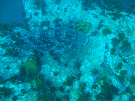 Ein Big Grouper, ein wirklich sehr großer Fisch. Da ist man respektvoll mit Abstand vorbeigeschwommen!