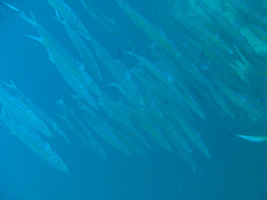 Ein Baracudaschwarm