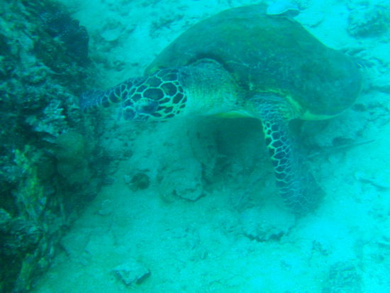 und siehe da, ein Green Turtle  (Highlight des Tages, quatsch, unserer gesamten bisherigen Tauchgänge!!!!)