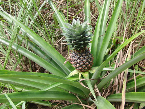 na, wer wusste wie Ananas wachsen?
