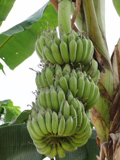 Bananen, so wie Iwi sie am liebsten hat... (grün und frisch vom Baum)