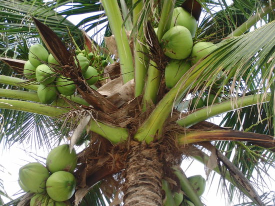 und Kokosnüsse wohin man schaut...