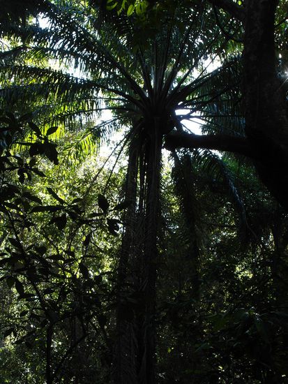 trotz schattenspendender Palmen ist es sooo heiß...