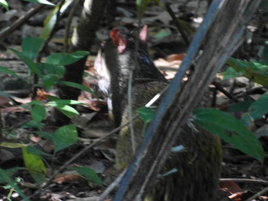 Agutis (mittelamerikanisches Naagetier)