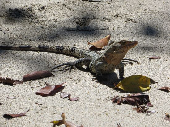 Eine der 12583 gesehenen Echsen