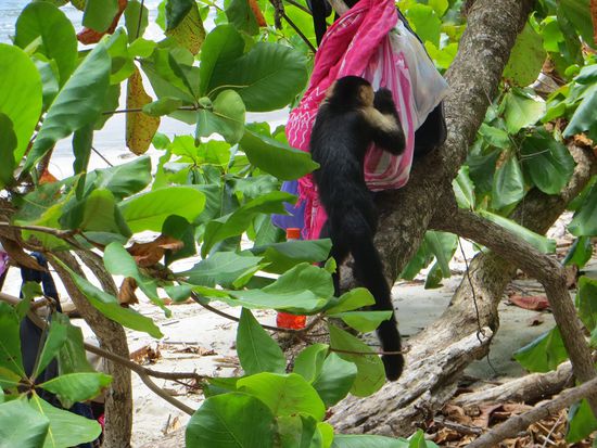 ...oder auch nicht... Am Strand beobachten wir, wie sich dieser diebische Zeitgenosse an die Tasche einer Touristin ranschleicht