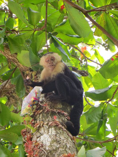 und da sitzt er mit seiner Beute: einer Tüte Chips