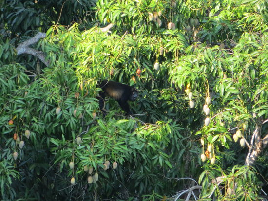 erst hören wir sie nur, dann sehen wir sie: Brüllaffen
