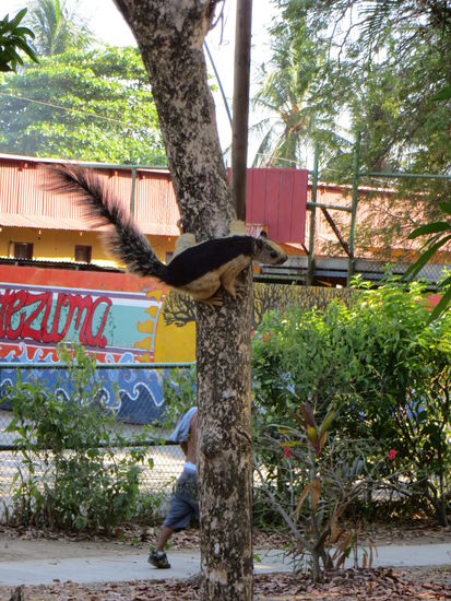 costaricanisches Eichhörnchen