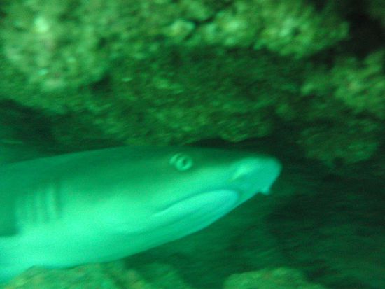 Das ist er: Der Weißspitzen-Riffhai