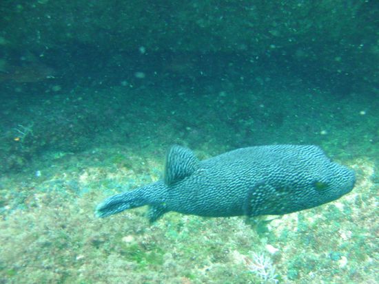 Caros Lieblingsfisch, leider haben wir den Namen noch nicht rausgefunden