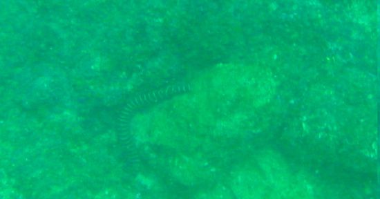 Die See-Schlange, leider schlecht getroffen