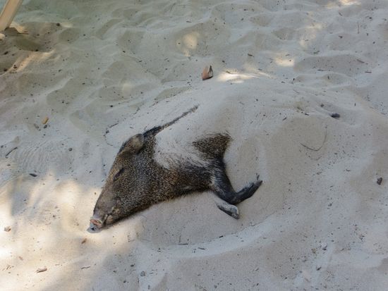 die Insel lädt nicht nur uns zum Relaxen ein