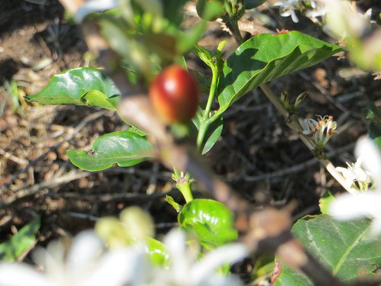 hier sieht man eine rote Beere
