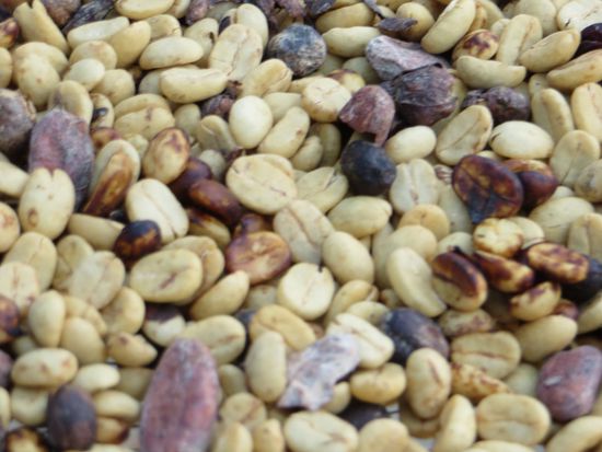 hier erahnt man schon die fertige Kaffeebohne