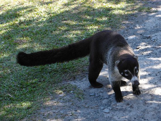 ein Nasenbär, den Sven mit Bananen bis auf wenige Meter an uns ran lockt