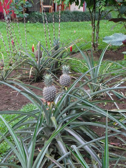 Im Garten des Hotels wachsen unter anderem Ananas