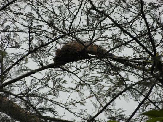 ...in den Bäumen sitzen Leguane