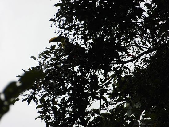 der Tukan, hoffentlich kriegen wir ihn nochmal zu sehen und dann besser fotografiert, der Gute war nämlich leider sehr kamerascheu