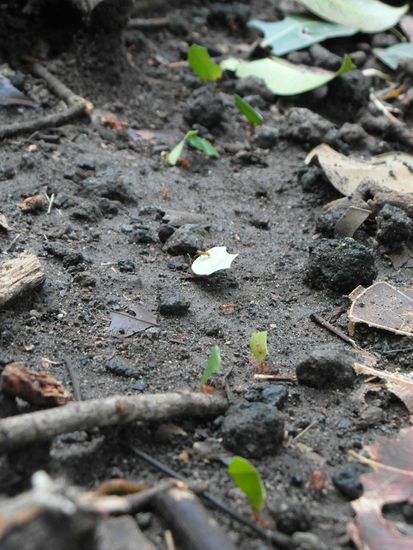 die Blattscneideameisenstraße