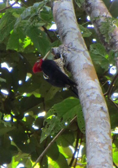 Mr. Specht (Woody Woodpecker)