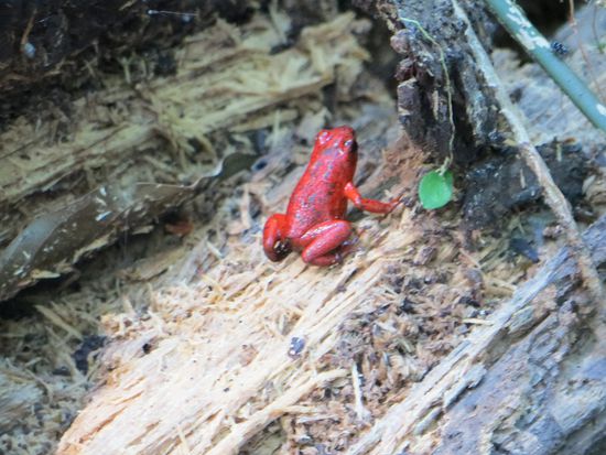 Pfeilgiftfrosch Nr. 1