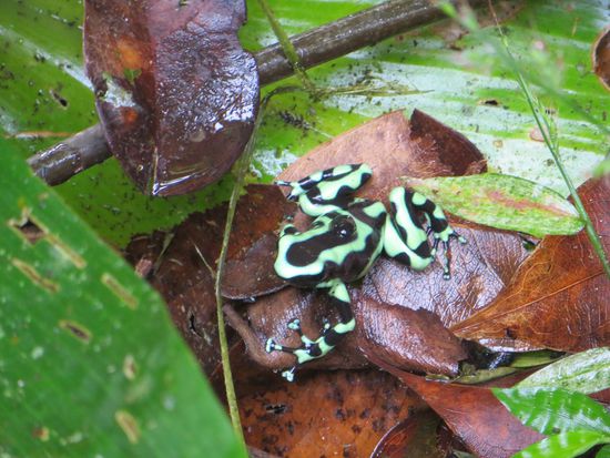 Pfeilgiftfrosch Nr. 2