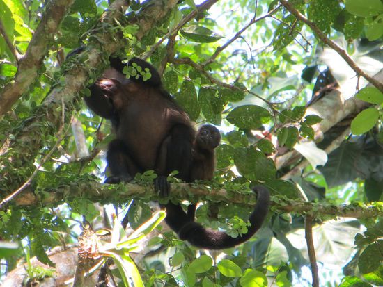 unsere brüllenden Nachbarn, hier mit Babybrülli