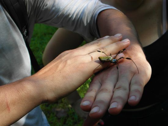Sven, der Spinnenflüsterer