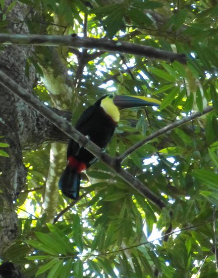 El Tukan, wie wir gelernt haben ein böser Vogel (klaut anderen Vögeln die Nester und Nahrung)