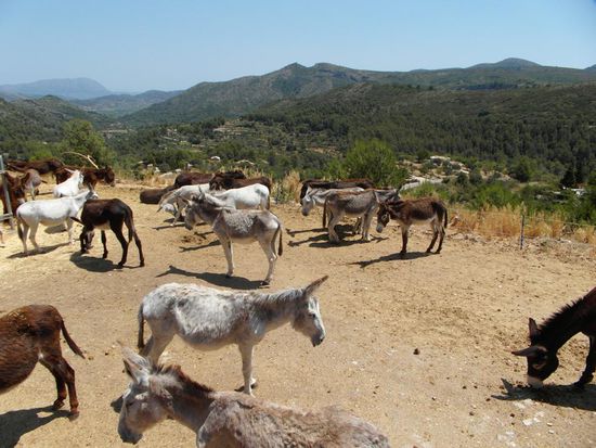 eine Eselsfarm in den Bergen